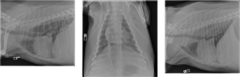 <p>Describe this study</p>