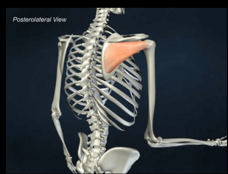 <p>Infraspinatus m. </p><ol><li><p>Origin</p></li><li><p>Insertion</p></li><li><p>Action</p></li></ol><p></p>