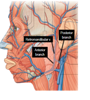 <p>Formed from union of superficial temporal vein and maxillary vein</p><p>Deep vein</p><p>Posterior to ramus of mandible</p><p>Terminal branches: posterior and anterior branch</p>