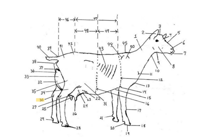 knowt flashcard image