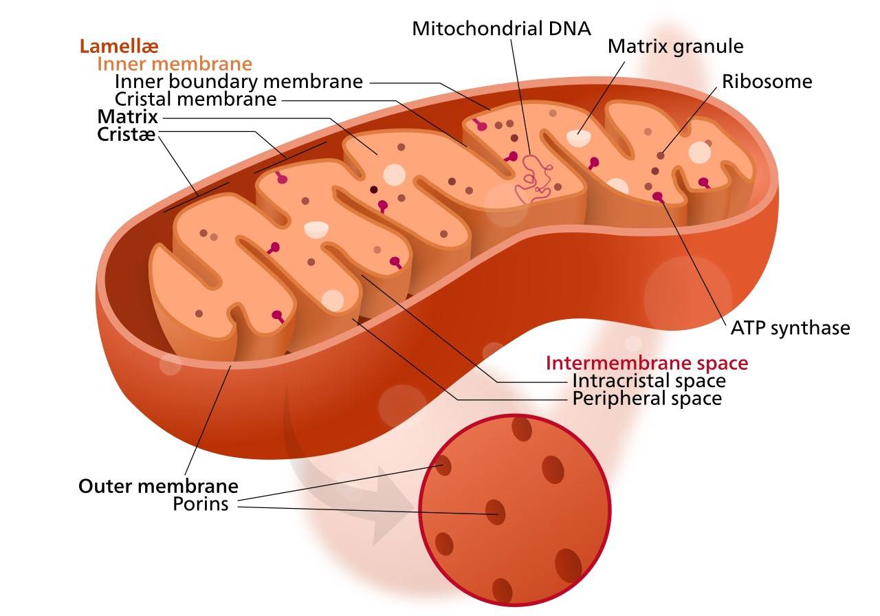 <p>sites of protein synthesis in the cell, where amino acids are assembled into proteins from messenger RNA. </p>