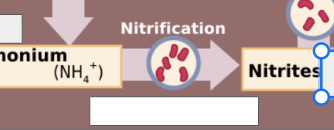 <p>nitrogen cycle:name the step</p>