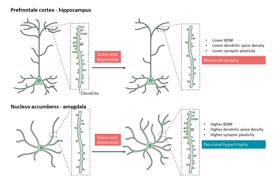 <p>Chronische <strong>inflammatie in hersenen</strong> → <strong>cellulaire veranderingen met reactieve gliose</strong>, <strong>verminderde neurogenese</strong> &amp; circuit-afhankelijke <strong>veranderingen in brain-derived neurotrophic factor (BDNF)</strong> → <strong>neuronale adaptaties</strong></p><ul><li><p>PFC &amp; hippocampus: daling van BDNF</p></li><li><p>nucleus accumbens &amp; amygdala: toename BDNF</p></li></ul><p>Neuronale adaptaties gelinkt met <strong>veranderde functionele signaaltransductie van verschillende NT systemen</strong> &amp; <strong>verstoorde functionele connectiviteit</strong></p><ul><li><p>hyperemotionele toestand &amp; minder vermogen tot emotieregulatie</p></li></ul><p></p>