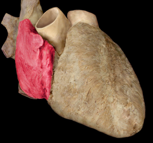 <p>upper right chamber</p>