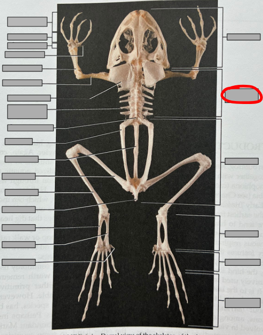 <p>What part of the organism is this?</p>