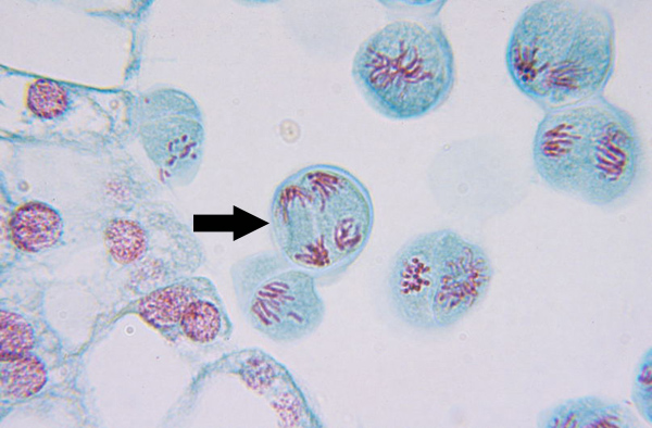 <p>Kinetochore microtubules shorten, pulling sister chromatids to opposite poles, polar microtubules elongate, lengthening dividing cell</p>