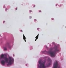 <p><span style="background-color: rgba(0, 0, 0, 0); line-height: 19.7625px;">What is the species in this photo and WHY?</span></p>