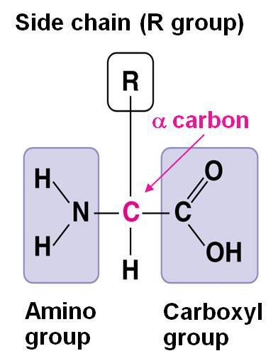 <p><span>a functional group that defines a particular amino acid and gives it special properties</span></p>
