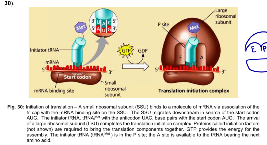 <ul><li><p>initiation stage of translation brings together mRNA, the initiator tRNA and the 2 subunits (large and small) of a ribosome</p></li><li><p>involves the reactions preceding the formation of the 1st peptide bond</p></li></ul><p></p><p><mark data-color="yellow" style="background-color: yellow; color: inherit;">Step 1A: Binding of initiation factors to small subunit</mark></p><ul><li><p><strong>eukaryotic initiation factors (eIFs) </strong>bind to <strong>small subunit </strong>of ribosome and position the <strong>initiator tRNA</strong> which carries a methionine to its<strong> P site</strong></p></li><li><p>requires GTP</p></li></ul><p><mark data-color="blue" style="background-color: blue; color: inherit;">Step 1B: Binding of small subunit to mRNA </mark></p><ul><li><p>small subunit <strong>binds to the mRNA </strong>by recognition of its<strong> 5’ cap </strong></p></li><li><p>small ribosomal subunit then moves downstream in the 5’ to 3’ direction along the mRNA in search of the start codon AUG (start site of translation) </p></li></ul><p></p><p>Step 1C: Association of <span><span>tRNA</span></span><sup>Met</sup></p><p>and formation of initiation complex </p><ul><li><p><strong>anticodon</strong> on initiator tRNA associates with the <strong>start codon on mRNA</strong> through CBP </p></li><li><p><strong>methionine</strong> is always the <strong>first amino acid</strong> in a newly formed polypeptide </p><ul><li><p><strong>initiator tRNA </strong>has a <strong>unique anti-codon </strong>loop that is <u>distinct</u> from that of the <u>tRNA</u> that <u>normally carries methionine </u></p></li></ul></li><li><p>followed by the dissociation of eIFs (hydrolysis of GTP), which allows for the binding of the large ribosomal subunit, completing a eukaryotic 80S <strong>translation initiation complex </strong></p></li><li><p><strong>initiator tRNA </strong>sits in the<strong> P site </strong>of the ribosome, and the <strong>initial</strong> <strong>methionine</strong> forms the <strong>N-terminus</strong> of the polypeptide </p></li><li><p><strong>A site is vacant</strong>, waiting for entry of the next aminoacyl-tRNA complementary to the second codon of the mRNA </p></li></ul><p></p>