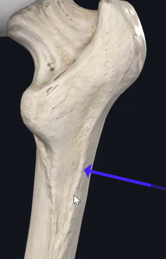 <p>what is this rough piece of bone called on the posterior aspect of the femur?</p>