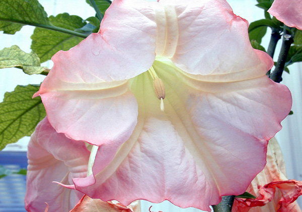 <p>solanaceae</p><p>-plant type (mostly)</p><p>-leaf type</p><p>-leaf arrangment</p><p>-leaf shape sometime?</p>