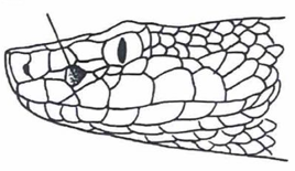 <p>What type of snake has this head?</p>