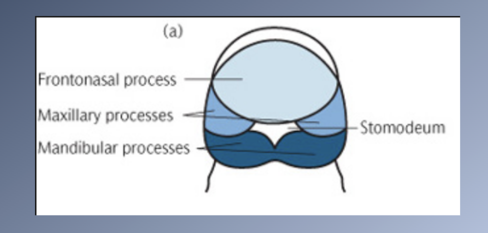 <p>Sites of growth: Maxilla</p>