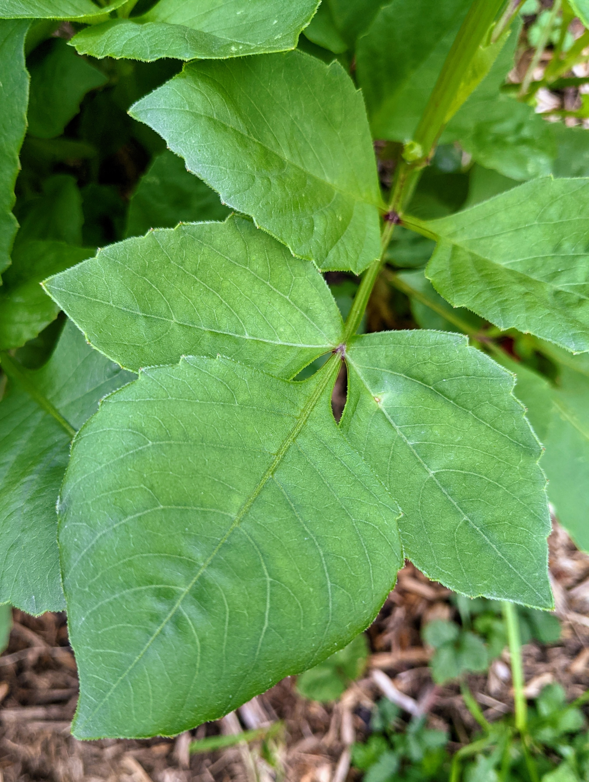<p>Compound/deeply incised leaf</p><p>serrated margin</p><p>3+ lobes</p><p>smooth leaf</p><p>single flower</p>