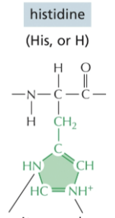 <p>Basic (positive charge)</p><ul><li><p>essential amino acid</p></li></ul><p></p>