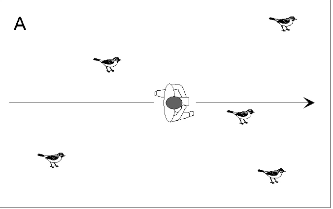 <p>all individuals detected from transect are counted</p><p>-density cannot be estimated </p>