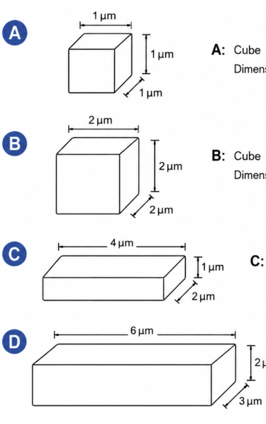 <p>Which one of the following cells is likely to be the most efficient at eliminating waste by diffusion?</p><p>A) Dimensions: 1 μm × 1 μm × 1 μm</p><p>B) Dimensions: 2 μm × 2 μm × 2 μm</p><p>C) Dimensions: 4 μm × 2 μm × 1 μm</p><p>D) Dimensions: 6 μm × 3 μm × 2 μm</p>