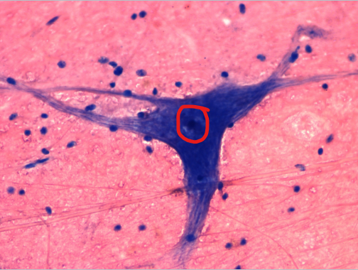 <p>what Structure(s) is this?</p>