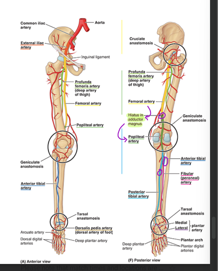 <ul><li><p><strong>femoral artery </strong>continues as <strong>popliteal artery</strong> posteriorly</p></li><li><p>pop artery divides</p><ul><li><p><strong>ant. tibial artery</strong></p></li><li><p><strong>post tibial artery</strong></p></li></ul></li><li><p>post tibial artery branches into:<strong> fibular artery</strong></p></li><li><p>veins = opposite direction</p></li></ul><p></p>