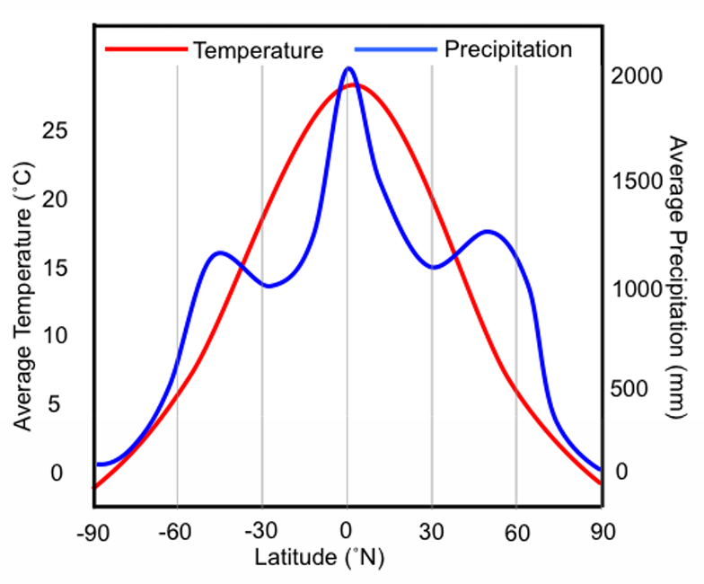 <ul><li><p>temp peaks @ equator </p><ul><li><p>dips @ poles </p></li></ul></li><li><p>rain dips N &amp; S ~30°</p></li><li><p><strong>hadley cells</strong></p></li></ul><p></p>