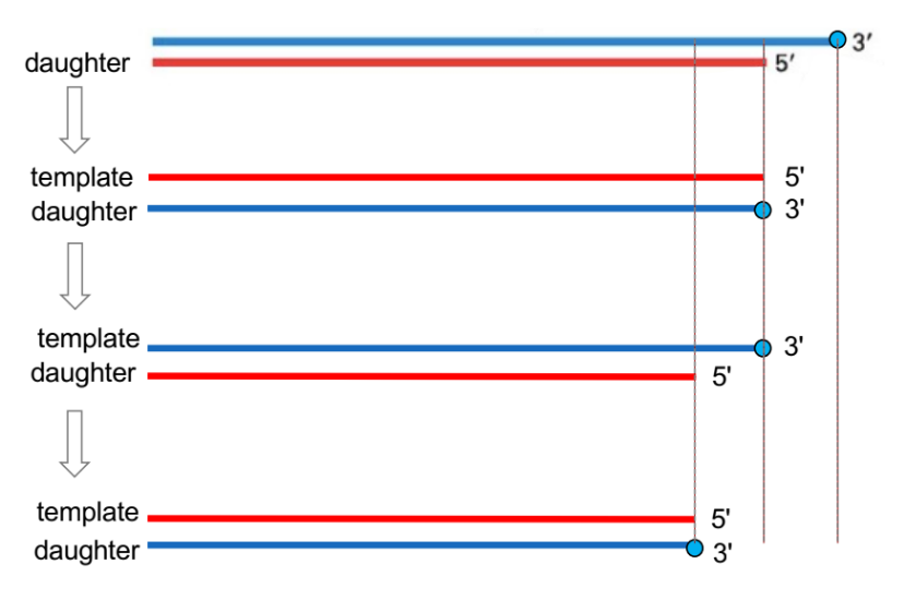 <ul><li><p>there is a gap (b/w 3’ and 5’ of neighboring ends), but (the leading strand has no gap)</p></li></ul><ul><li><p>for lagging strand synthesis:</p><ul><li><p><strong><u>primase adds an RNA primer</u></strong> <strong><u>at 5’ end</u></strong> of chromosome</p></li><li><p>when primer is removed, there’s a gap at the end of the new chromosome</p></li></ul></li><li><p>ligase joins the 2 Okazaki fragments w/ phosphodiester bonds</p></li></ul><p><u>there is a gap at the end of the telomere WHERE chromosomes get shorter each time IF you don’t fill in the gap and just continue genome/DNA replication</u></p><p></p>