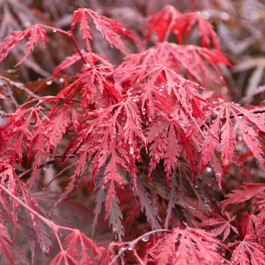 <p>Japanese Maple</p>