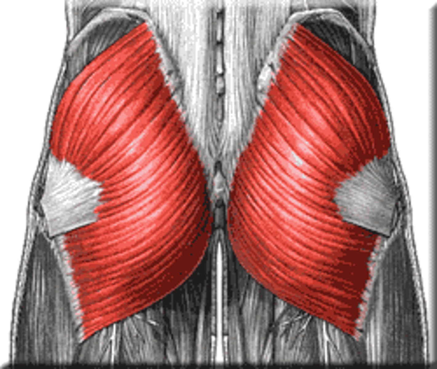 <p>Action - extends your thigh and raises your torso from a stooping positio</p><p>Origin - illium</p><p>Insertion - greater trochanter of femur</p>