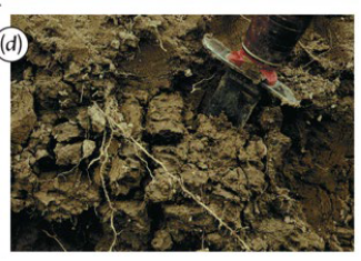 <p>Identify the structure</p>