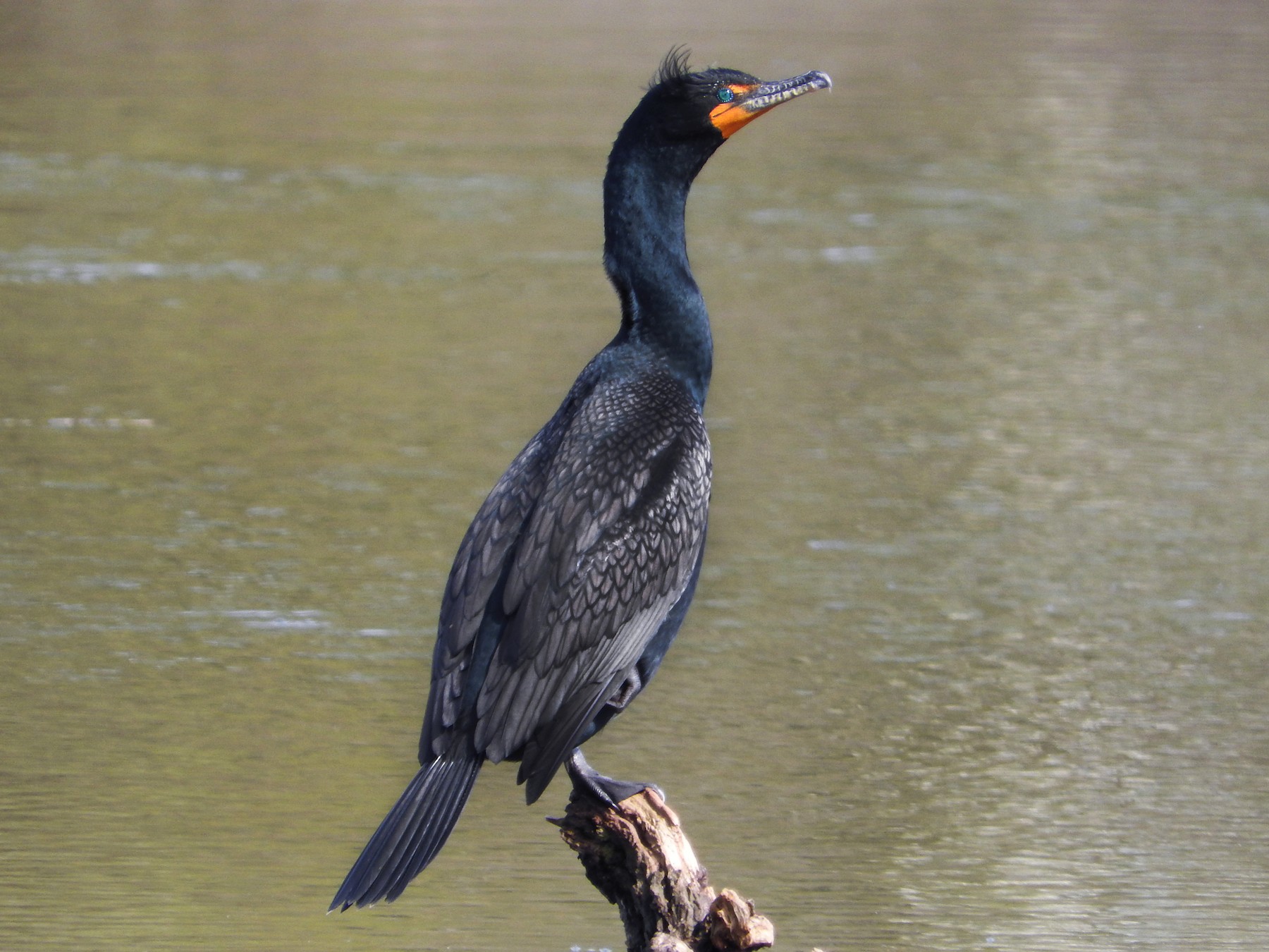 <p>Order Suliformes Family Phalacrocoracidae</p>