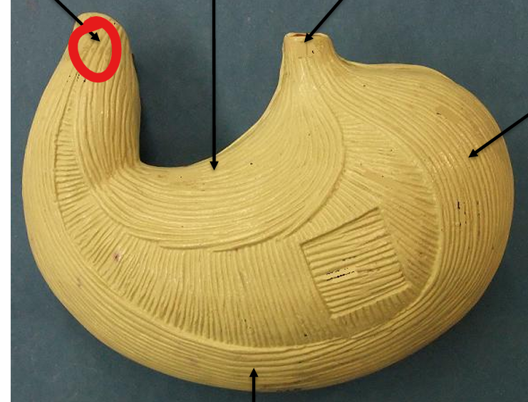 <p>What is this</p>