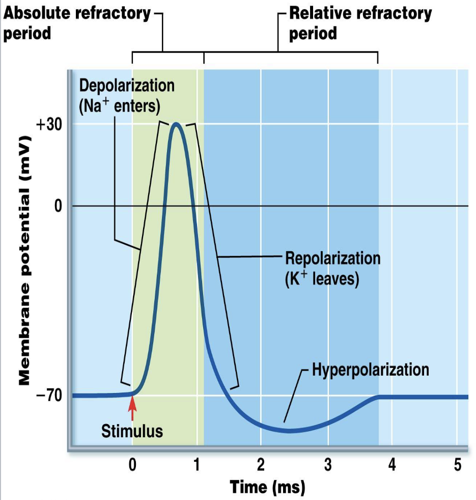 <p><strong>Refractory Periods</strong></p><ul><li><p>What is the refractory period?</p><ul><li><p>What occurs during the absolute refractory period?</p><ul><li><p>What occurs during the relative refractory period?</p></li></ul></li></ul></li></ul><p></p>