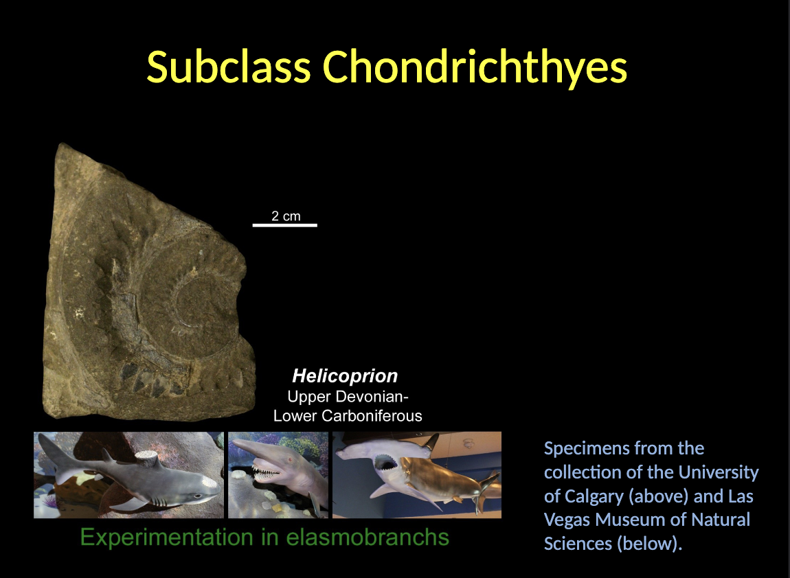 <p><span style="color: rgb(251, 251, 251);">Subclass Chondrichthyes</span></p><ul><li><p><span style="color: rgb(251, 251, 251);">The representatives of this group evolved probably from AGNATHAN ancestors.</span></p></li><li><p><span style="color: rgb(251, 251, 251);">Throughout their evolutionary history, the group remained quite conservative relative to the CARTILAGINOUS skeleton.</span></p></li><li><p><span style="color: rgb(251, 251, 251);">The earliest diversification dates back in the DEVONIAN times.</span></p></li><li><p><span>Most DIVERSE fish today </span></p></li></ul><p></p>
