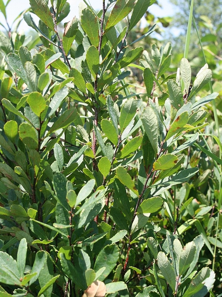 <p>Myrica gale (Myricaceae)</p>