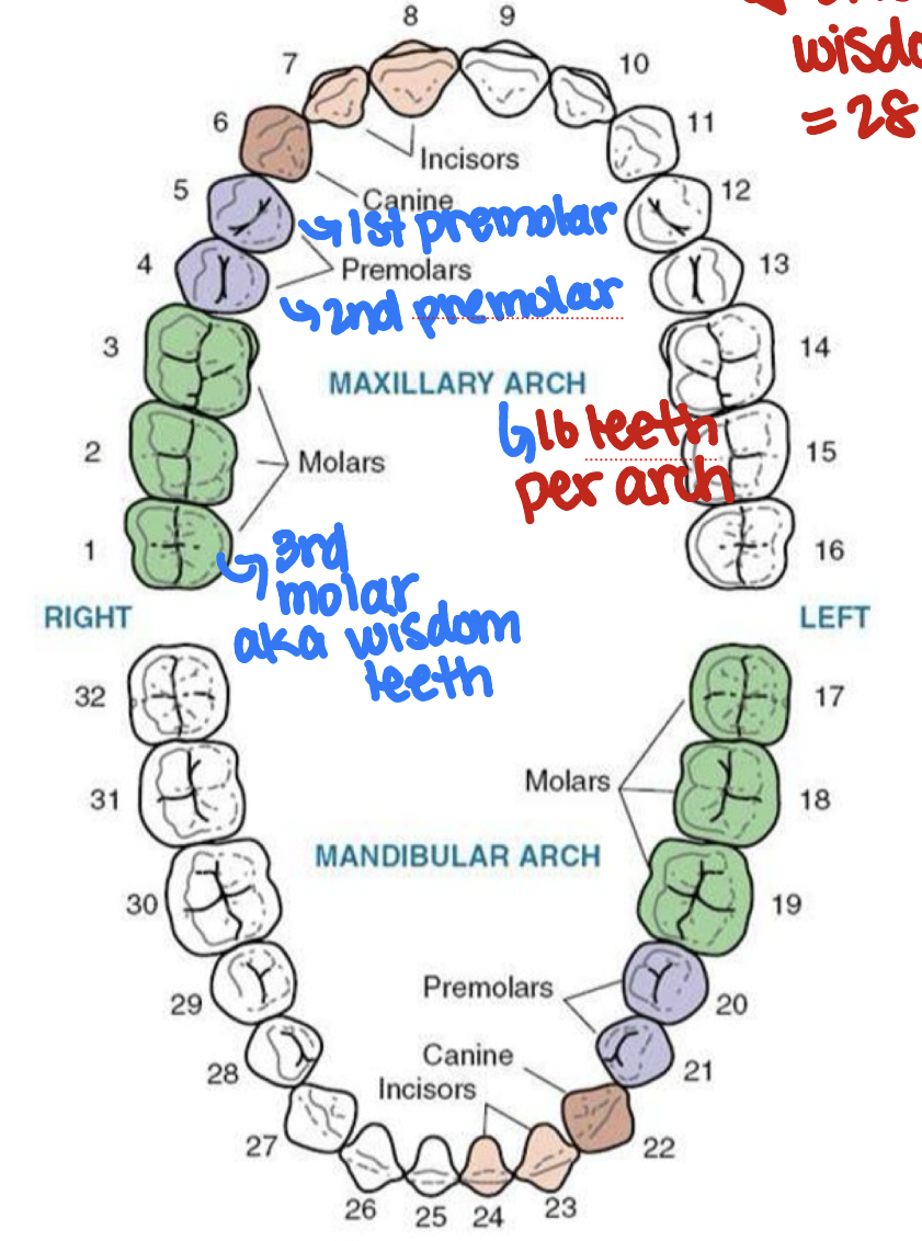<p>aka secondary dentitions “adult teeth”</p><p>should have 32 teeth </p>