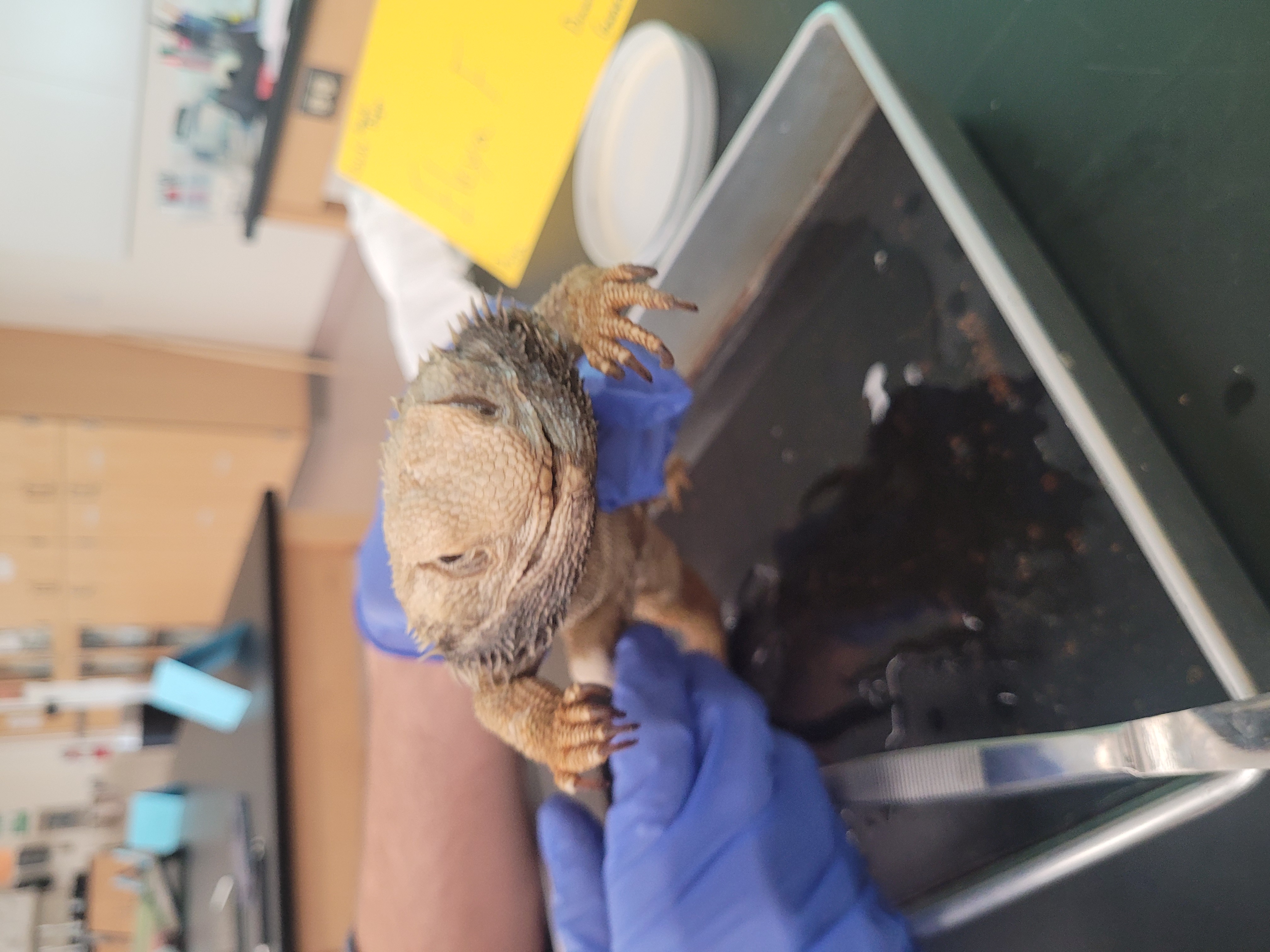 <p>What species is this</p>