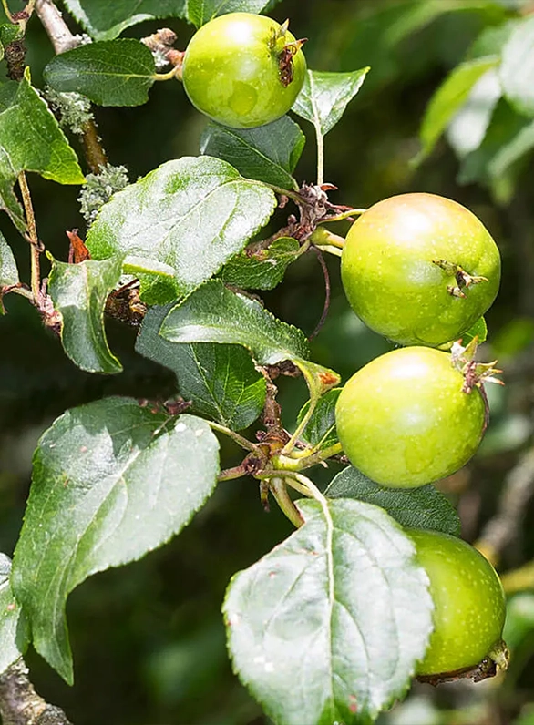 <p>Wilde appel</p>