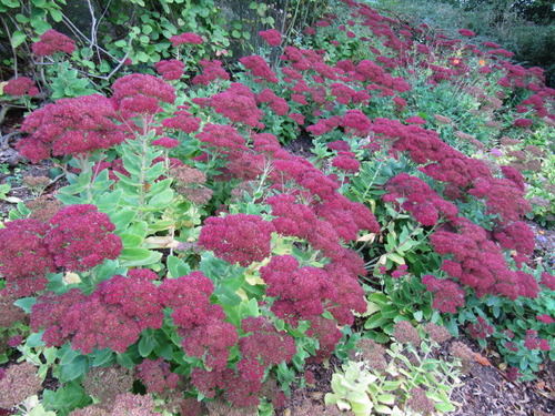 <p>Upright Stonecrop</p>