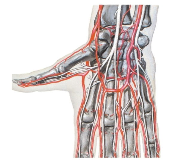 <p>Arteries in the hand</p>