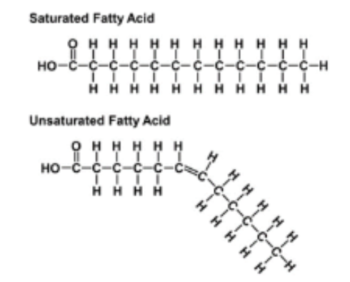 <p>*The microbes who can only biohydrogenate will dump their excess H here on the FFA. Microbes get rid of H and save themselves from death.</p><p>*The microbes with the ability to hydrogenate will benefit from the fermentation of glycerol. Microbes get ATP, host gets VFA.</p>