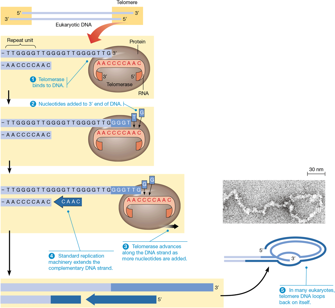 <p>catalyzes addition of telomeres to chromosome ends</p>