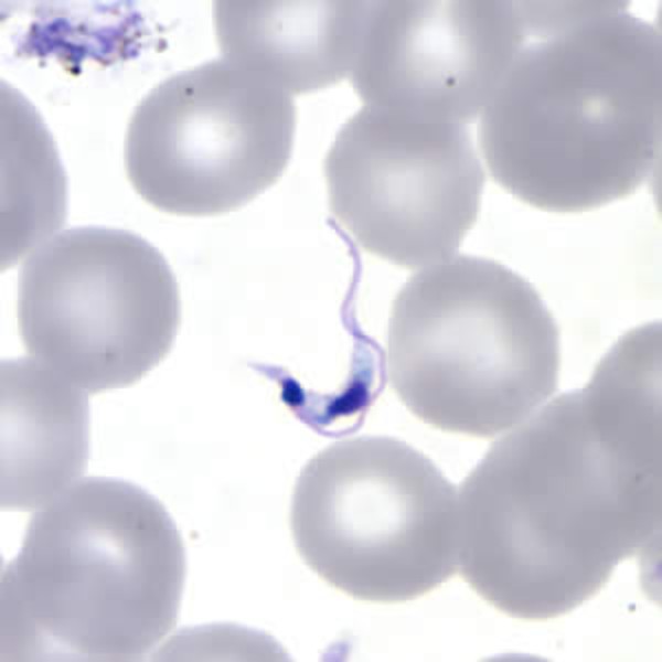 <p>Identify the organism</p>
