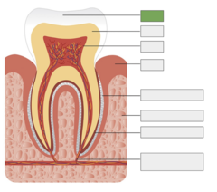 <p>The hard, calcified tissue that covers the dentin of the crown of the tooth</p>
