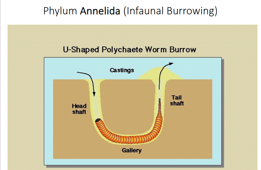 <p>how do Annelida feed and reproduce?</p>