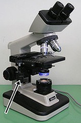 <p>What part of the microscope does the arrow indicate</p>