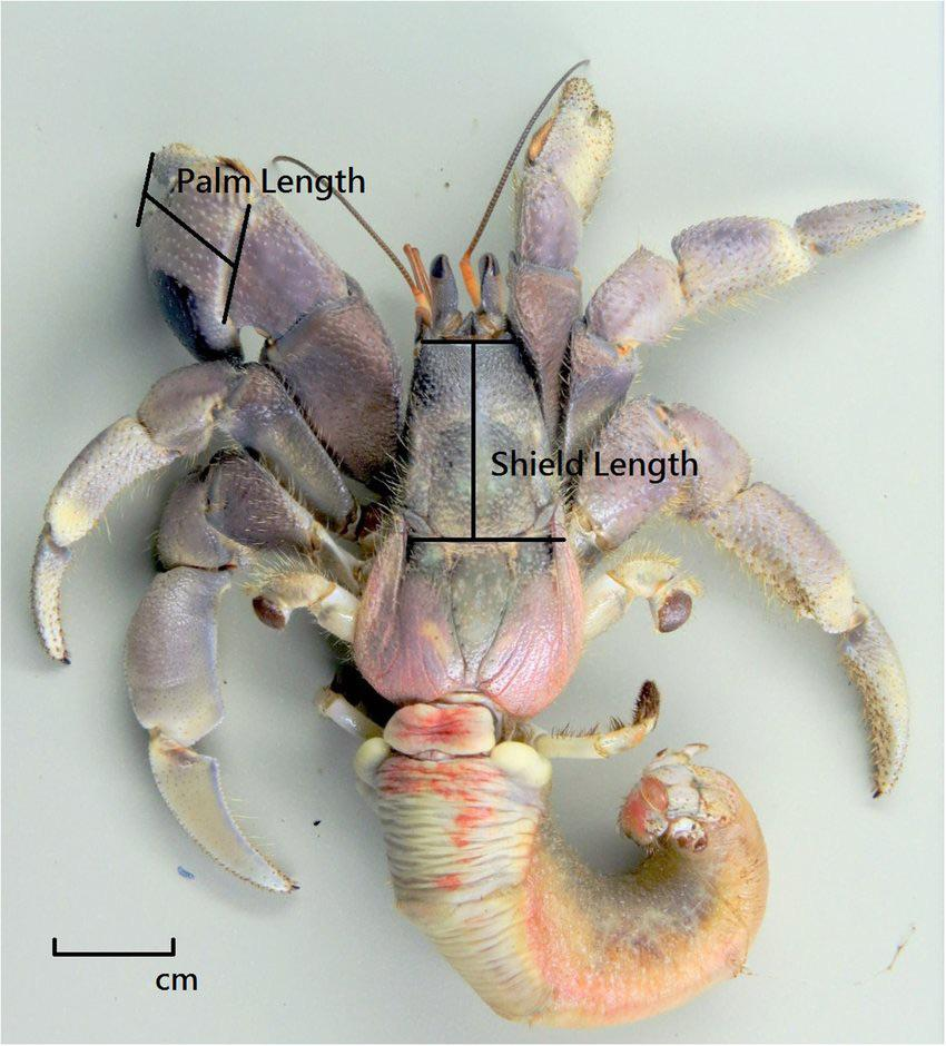 <p>Pagurus sp</p>