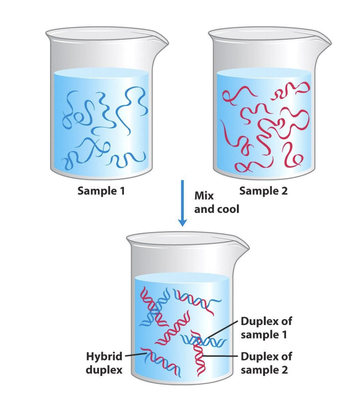 <p>The mixing of two different denatured DNA samples that undergo renaturation to form a duplex mix, containing one strand from one sample and one from the other</p>