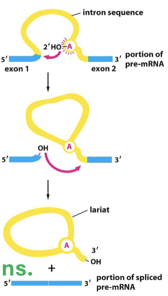 <ol><li><p>semi-lariots are made w/ introns adjoining in loops (5’ binding to adenosine residual end)</p></li><li><p>spliceosomes (snRNA + snRNP) tag the beginning and end of introns for removal</p></li><li><p>catalyzes intron U2 + U6 to excise intron in lariat</p></li><li><p>exon junction complex marks the adjoining of two exons</p></li></ol><p></p>
