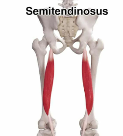 <p>semitendinosus</p>