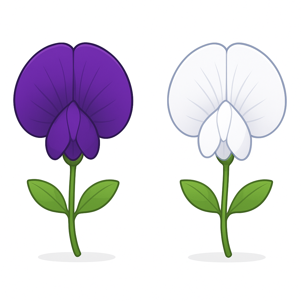 <p>An inherited trait in plants that Gregor Mendel studied to understand how heredity works.</p>