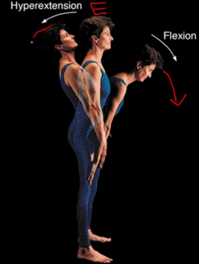 <p>A movement that decreases the angle of the joint and reduces the distance between two bones</p>